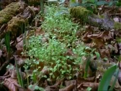 T/L track over woodland floor, plant growth Stock Footage