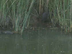 River rat 26  1080/60i Stock Footage