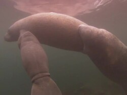 Manatees baby and mother, nursing, held by male, breathing, travel, close up, Florida, North Atlantic Ocean  Stock Footage