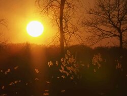 HD: Beautiful Sunset In The Woods Stock Footage