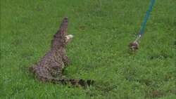 A researcher hits an alligator with a feeding pole. Stock Footage