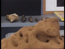 SOUTH AFRICA: EVOLUTION: BONES USED TO DIG OUT TERMITES Instructional Video