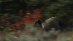 MS  shot of a male grizzly bear  (Ursus arctos horribilis) running across a beautiful fall colored hillside Stock Footage