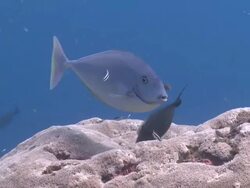 , Nusa lembongan, Bali, Indonesia Stock Footage