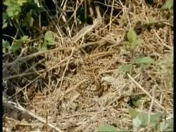 MS zoom in, patterned Adder, Vipera berus, camouflaged on dry vegetation, UK Stock Footage