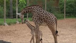 First glance of baby giraffe born in Texas zoo News Clip