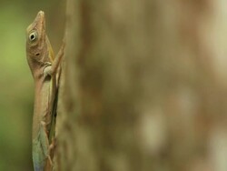 Lizard Escape Stock Footage