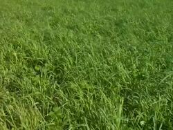 Green grass blowing Stock Footage