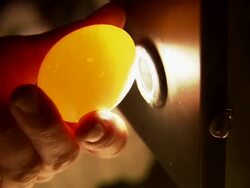 Extreme close up of employee hand-checking eggs. Stock Footage