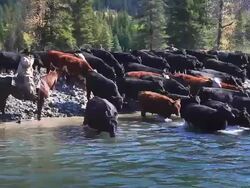 Cowboys herding cattle across river Stock Footage