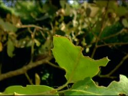 Tilt down to Gypsy moth (Lymantria dispar) cocoon, Andalusia, Southern Spain Stock Footage