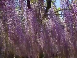 Beautiful wisteria Stock Footage