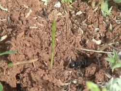 Soldier ant macro Stock Footage