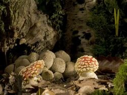 Fly agaric toadstool (Amanita muscari) growing Stock Footage