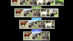 Kingdom Animalia Instructional Video