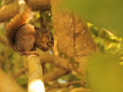 Squirrel eating a nut. Stock Footage