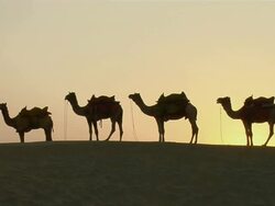 MS, Row of four camels in Sam Desert, Jaisalmer, Rajasthan, India Stock Footage