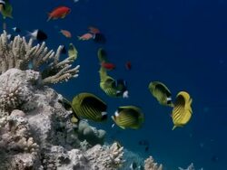Red Sea raccoon butterflyfish (Chaetodon fasciatus) over a coral reef. This fish is normally solitary or found in pairs. This group is possibly a prelude to spawning activity. Filmed in the Gulf of Aden, Red Sea Stock Footage