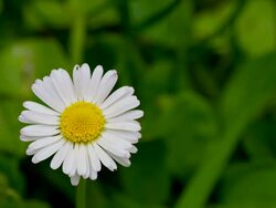 Close up shot of a daisy Stock Footage