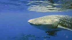 Endangered Species Pelagic Whale Shark (Rhincodon types) in Koh Haa, Andaman Sea, Krabi, Thailand.  A perfect demonstration of primal instinctive animal behaviour. A symbiotic relationship that ensures their success and survival as a species. Stock Footage