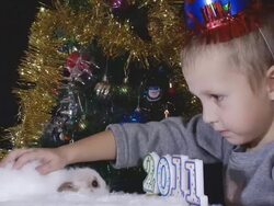 rabbit and the new year Stock Footage