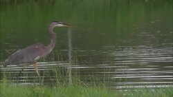 A heron struts along a grassy swamp. Stock Footage
