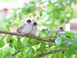 3 Baby Sooty-headed bulbul birds sleepy Stock Footage