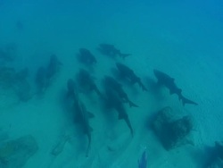 MS Shot of School of spotted ragged tooth sharks congregrating and drifting with surge above sea floor / Sodwana Bay, KwaZulu Natal, South Africa Stock Footage