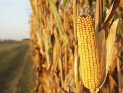 HD DOLLY: Corn In Afternoon Sunlight Stock Footage