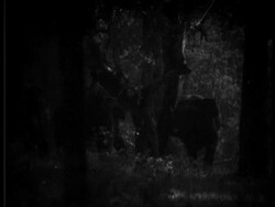 Indian Elephant, Elephas maximus, facing camera , through trees, fast pan to female elephant in clearing, pan mother & calf, night shot Stock Footage