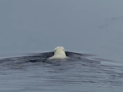 WS, Polar bear (Ursus maritimus) swimming in ocean, rear view, Russia Stock Footage