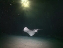 Marbled Stingray (Taeniura meyeni) swimming slowly at night, Vaavu Atoll, The Maldives Stock Footage
