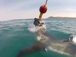 CU Shot of Shark surfacing to bite at bait / Cape Town, Western Cape, South Africa Stock Footage