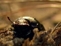 A beetle crawls out of a hole. Stock Footage