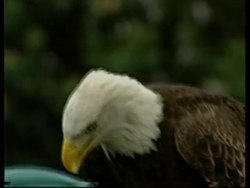 USA: WASHINGTON: CLINTON WITH BALD EAGLE News Clip