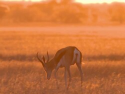MS TS Shot of Lone oryx at dusk feeding   / Central Kalahari Game Reserve, Botswana Stock Footage