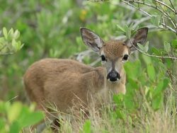 Florida Key Deer Stock Footage