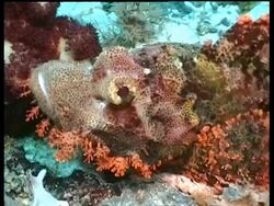 Ragged Scorpion fish, CU beard and head, resting, Derawan, Celebes Sea, Indonesia Stock Footage
