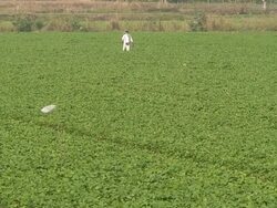 Farmer Stock Footage