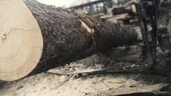 Large log loader and operations in the log yard at a conifer log mill. Stock Footage