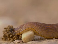 Snail crawling over a small stone Stock Footage