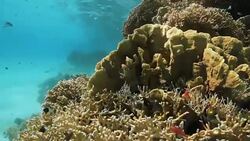 Coral reef Stock Footage