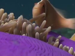 Nemo Clownfish Anemonefish - various Stock Footage