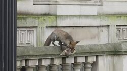 An urban fox carrying a dead pigeon near Downing Street News Clip