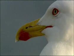 Herring Gull (Larus argentatus) close up head and beak, turning to camera, Andalucia, Spain Stock Footage