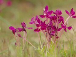 WS View of Springbok painted petal / Namaqualand, Northern Cape, South Africa Stock Footage