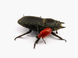 Beetles Stock Footage