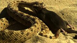 A snake slowly eats a mouse. Stock Footage