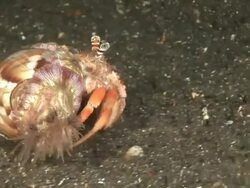 Hermit crabs (superfamily Paguroidea) walking across sand, Kungkungan Bay Resort, Lembeh Strait, Sulawesi, Indonesia Stock Footage