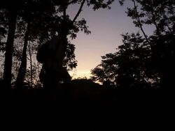 MS Shot of man walking at sunset time near tree / aguacate, toledo, belize Stock Footage